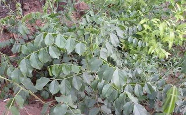 甜菜的别名是什么，甜菜是什么菜（是农村女人最爱的“美容草”）