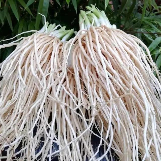 苤菜根是什么菜的根,菜根子叫什么菜(云南人见人爱的"重口味"野菜)