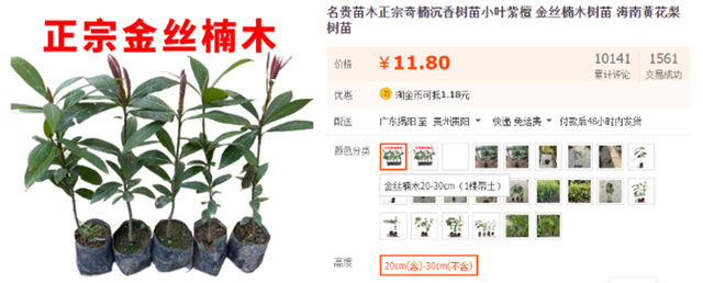 金丝楠木现在的市场价是多少，金丝楠木价值（树苗才12元为何没人种）