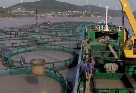 卖金鱼好赚吗，金鱼生意怎么样（别人不支持他偏要瞎折腾）