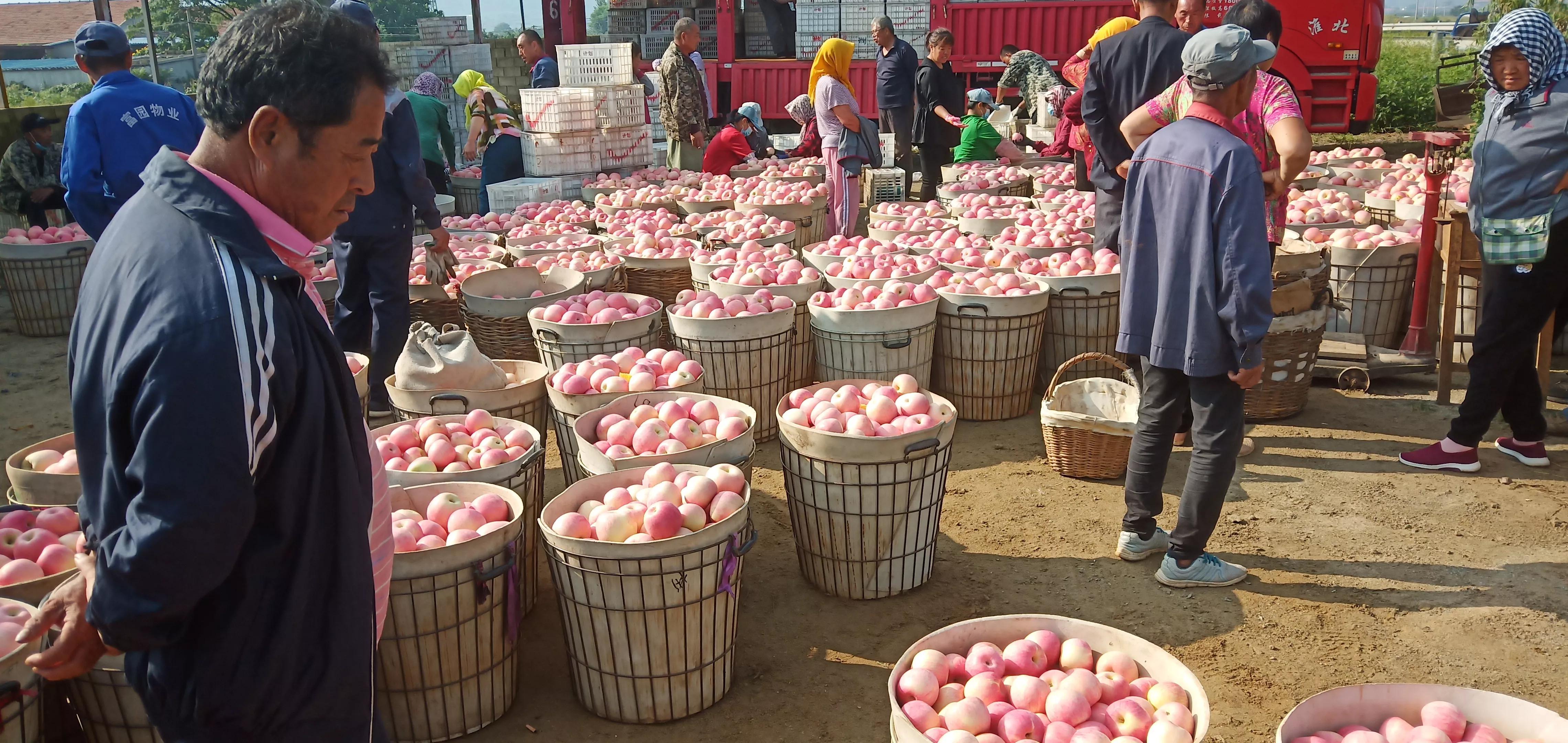 红色之爱苹果目前市场价多少钱，红色之爱苹果苗多少钱一棵（红将军苹果收购价格前高后低）