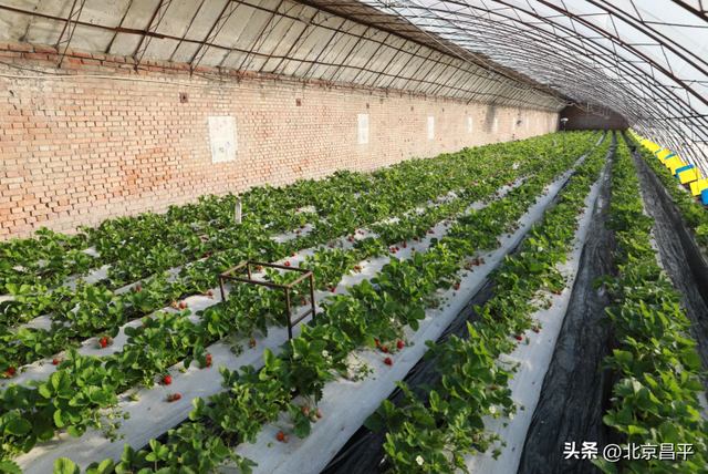 北京小汤山草莓采摘，昌平头茬草莓成熟上市