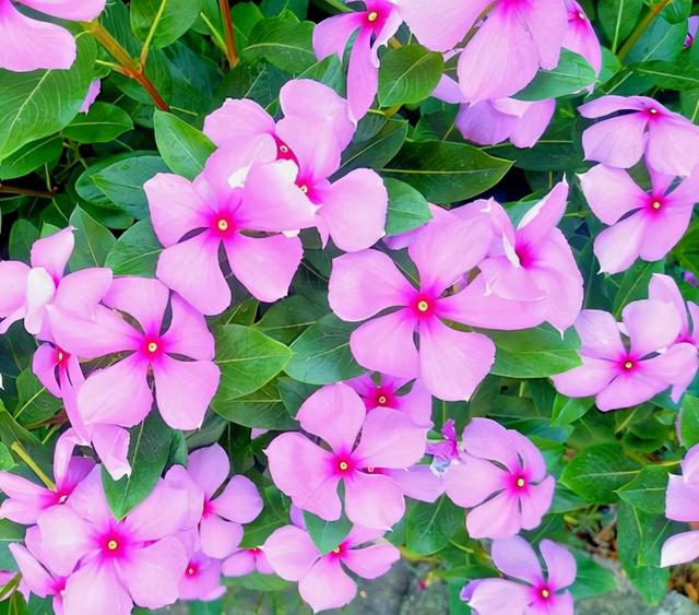 花，花好月圆人长久（72种鲜花欣赏图片）