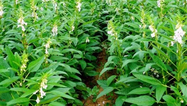 五月23号是什么节日，五月二十三是什么节日（为啥说夏至在月末不好）