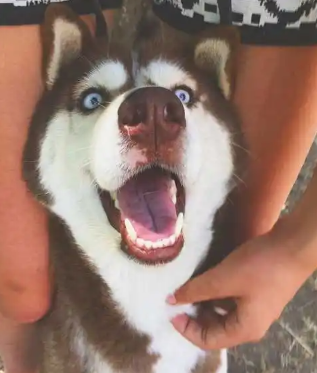 拉布拉多犬摸它哪里它会生气，拉布拉多摸她的时候老是咬我（狗喜欢主人在哪里抚摸它们）