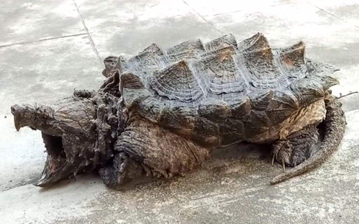 巨型巴西龟咬死鳄龟图片