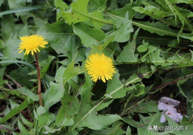 春天能吃的野菜大全，春天都有哪些野菜可以吃（送你63种野菜大图鉴）