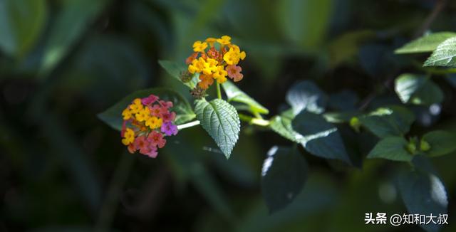 女人高贵的出生时辰，什么时辰的女人天生高贵（骨子里高贵的女人）