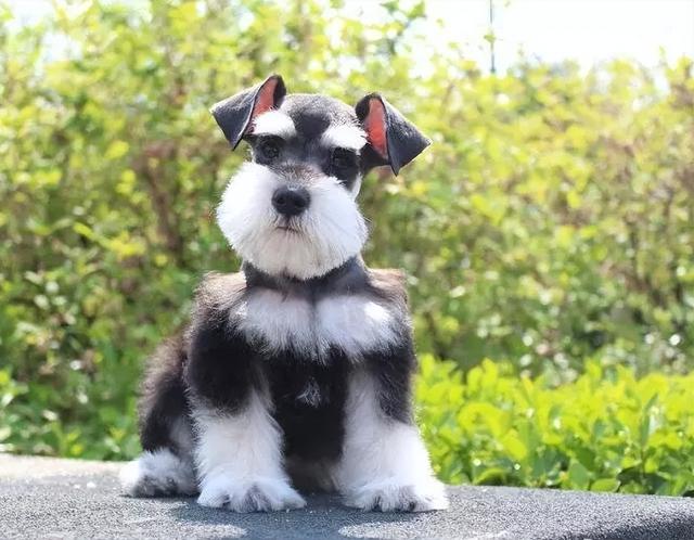 什么狗最好养，什么狗最好养最听话最忠诚（公认好养的5种“小型犬”）