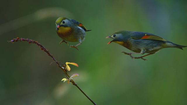 一张图看懂鸟类摄影，什么样的鸟类摄影作品更容易打动人