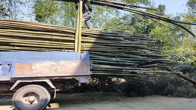 苦奋甘来的动物，十年寒窗将过去，苦奋甘来想荣华指什么生肖（大熊猫是我国的“国宝”）