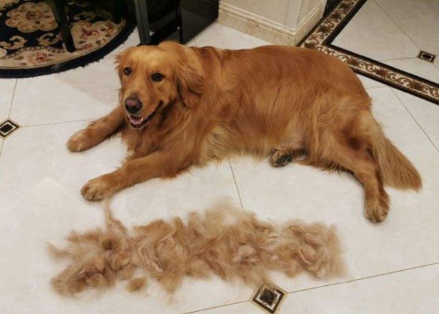 成年金毛多少斤，金毛成年体长多少厘米（生活变化太大了）