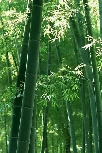 咬定青山不放松立根原在破岩中写的植物是，咬定青山不放松立根原在破岩中（咬定青山不放松立根原在破岩中写的植物是不谋）