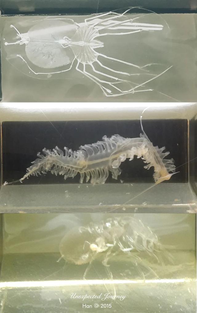 什么是具足虫，具足虫平安名堇（窥探奇异生物的世界）