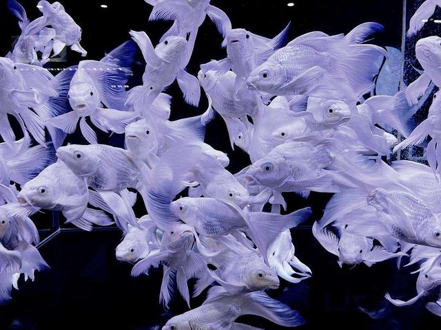 全世界最神秘的海沟，人类捕获海底最深鱼类
