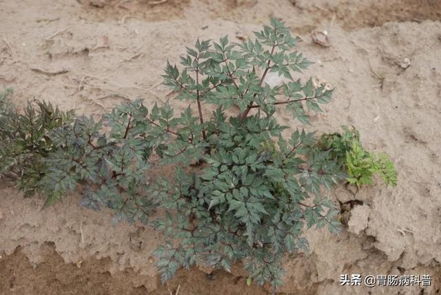 曼陀罗花的图片，曼陀罗花是什么（301味中药材的原植物彩色图谱）