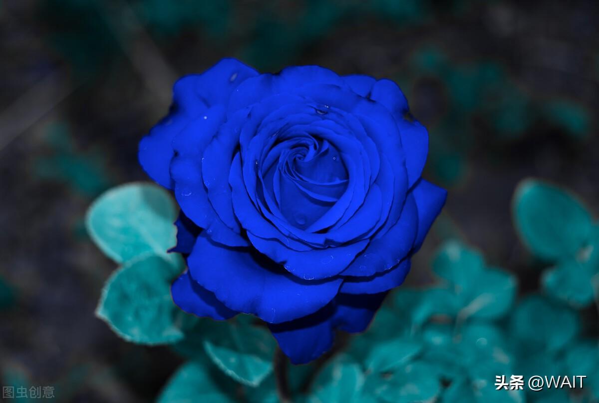 蓝色妖姬花语（纯洁独特的爱—蓝色妖姬）