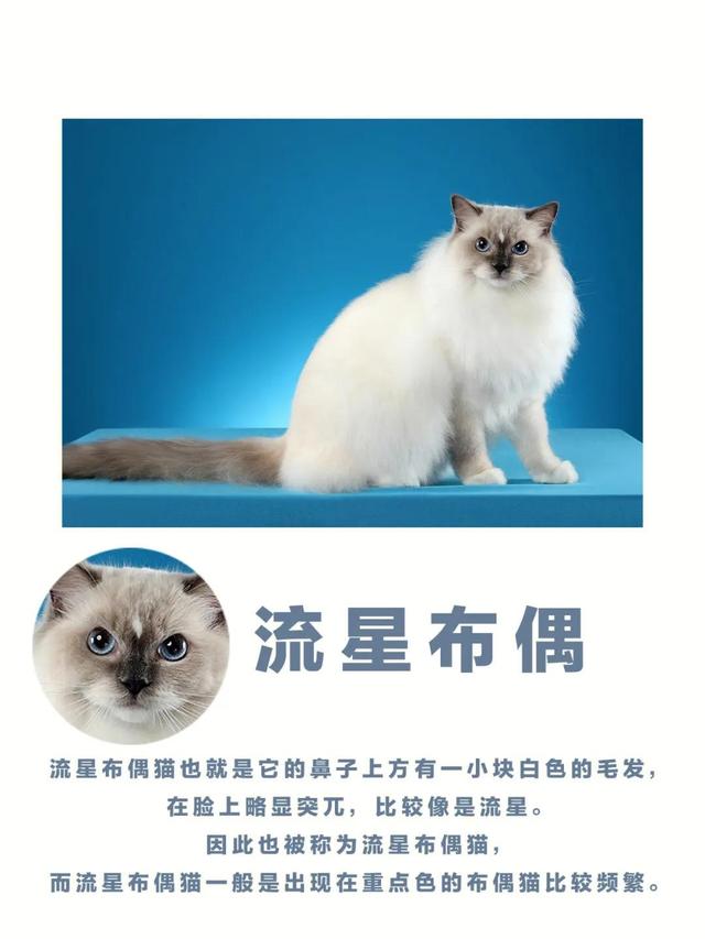 布偶猫花色大科普，常见的几种毛色你会区分吗