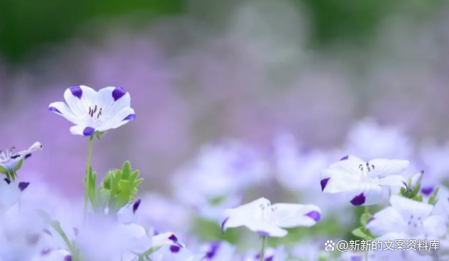 表达开心的句子，表达开心的短句子（活出快乐的自己的说说）