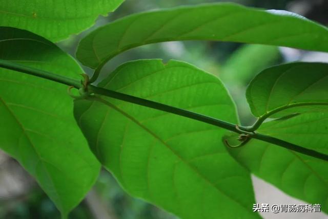 曼陀罗花的图片，曼陀罗花是什么（301味中药材的原植物彩色图谱）
