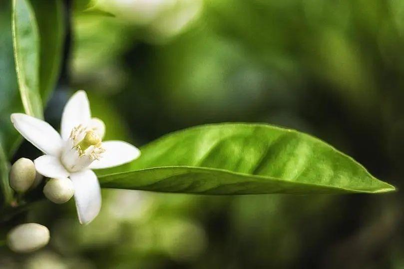 橙花精油的功效与用法，茉莉精油的功效与用法（不同类型老师适合的精油香气推荐）