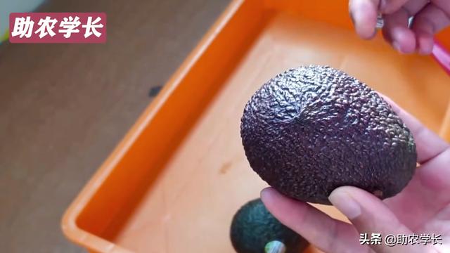 牛油果种子怎么种，牛油果种子的种植方法（在家种植热带果树小盆栽）