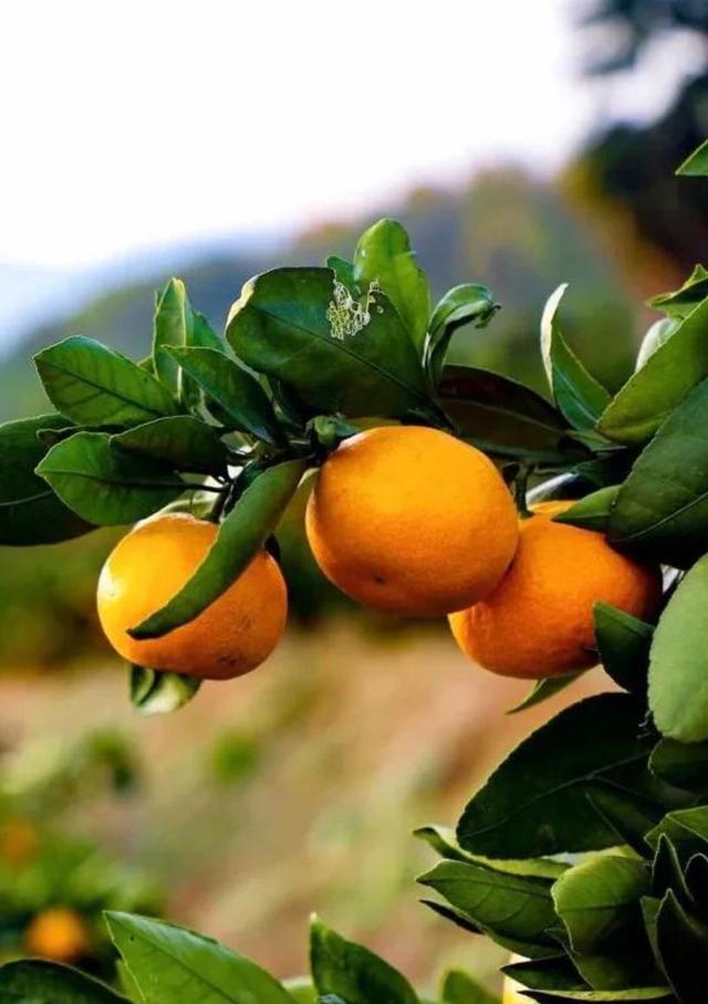 西安有哪些特色水果，陕西特色水果（水果在西安也有“盛唐气象”）