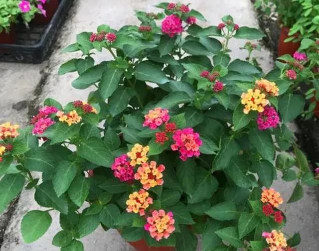 家里千万不能养的6种花，家里千万不能养的6种花有哪些（6种“有毒花”别乱养）