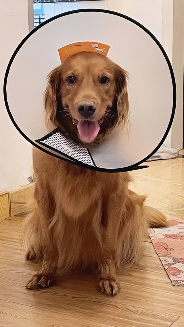 狗狗绝育的好处与坏处，狗狗绝育有什么好处和坏处（过来人告诉你：狗狗“绝育”后）