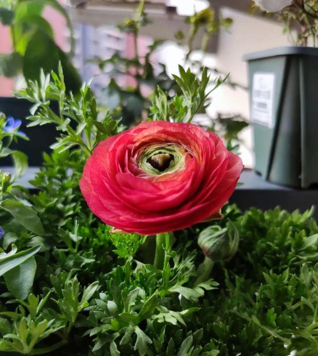 花毛茛如何种植，花毛茛怎么种（比月季还好看、好养）