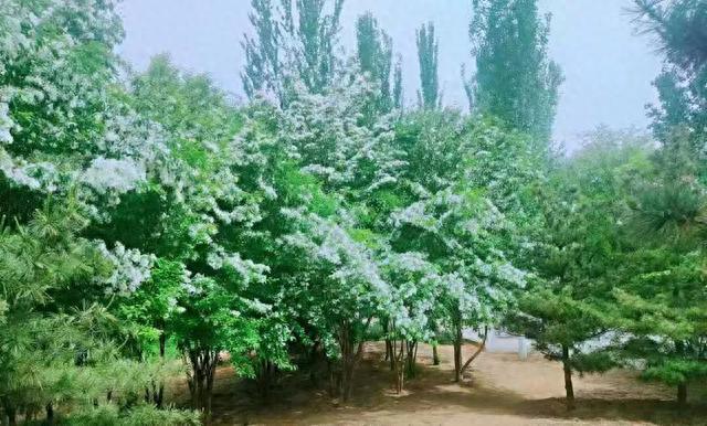 石家庄市‬秀水公园的流苏花盛开，快来打卡吧