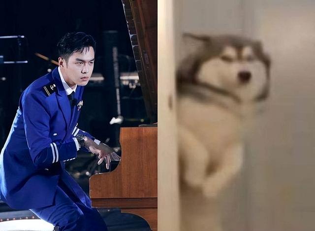 犬系男友和猫系男友有什么区别，什么是猫系男友什么是犬系男友（娱乐圈动物系男明星当道）