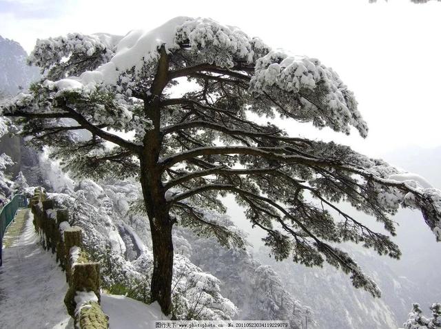 雪松和塔松的区别是什么，雪松：高大乔木