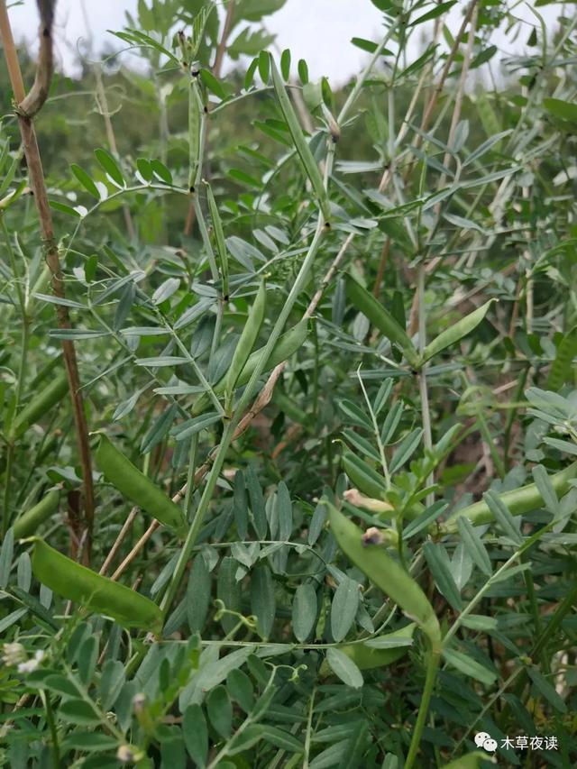 那些四月里开出绚烂花儿的野生植物们，四月有什么花开花