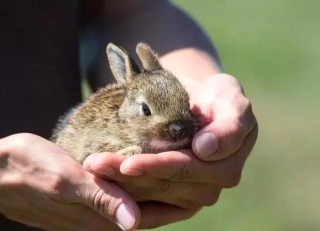 男子捡回兔子繁殖百只，男子捡回兔子繁殖百只兔子视频（繁殖能力如此爆表）