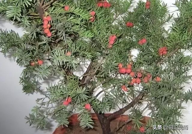 红豆杉修剪方法图解，红豆杉的修剪（临水、悬崖、斜干、曲干最漂亮）