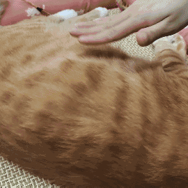 怎样抱猫咪最舒服，怎样抱猫咪最舒服图片（史上最全猫咪按摩宝典）
