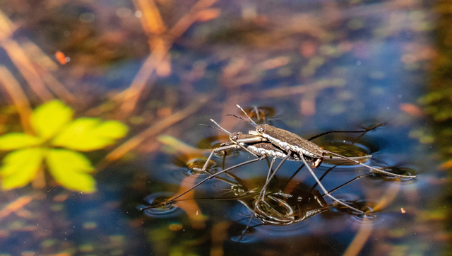 2,水黾——在狂风暴雨中稳立水面,努力地捞蚊子吃
