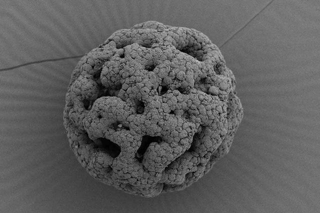 先有鸡还是先有蛋标准答案，先有鸡还是先有蛋正确答案（6.1亿年前化石给出答案）