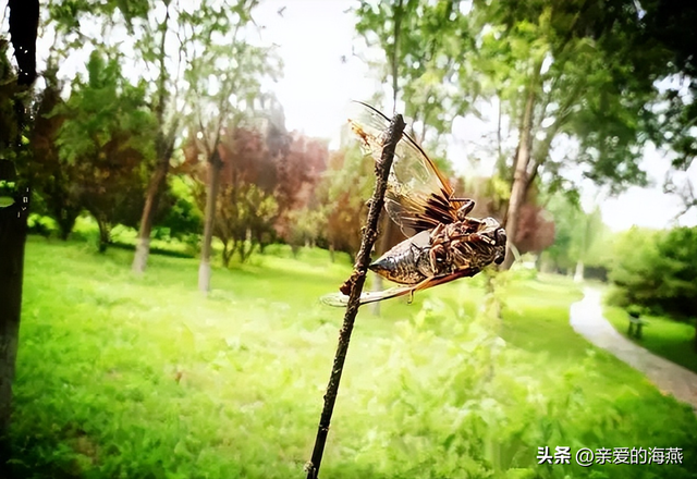 儿时的简易自制玩具，7080年代农村孩子自制49个纯天然玩具