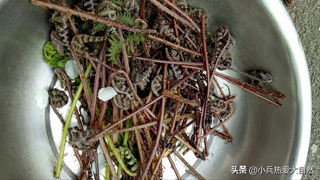 紫色菜杆是什么菜，紫色杆子的菜叫什么菜（猴腿儿菜都是紫色的吗）