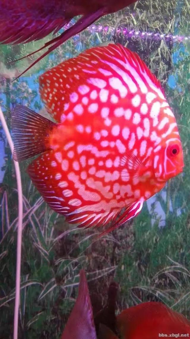 100多种神仙鱼欣赏，鳕鱼图片大全
