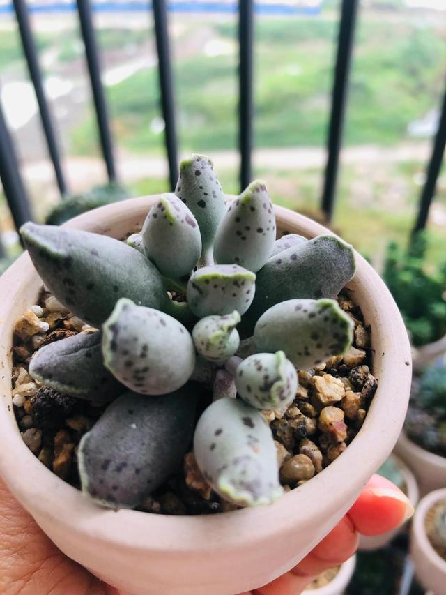 观赏蟹可以深水养吗，可以深水养的淡水观赏蟹（要肥嘟嘟才好看的多肉）