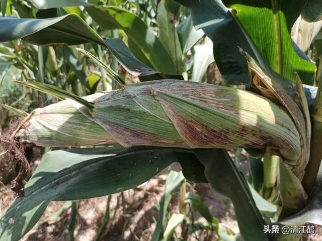 怎么判断玉米熟没熟，怎样判断玉米熟没熟（在“假熟”期收获玉米会“得不偿失”）