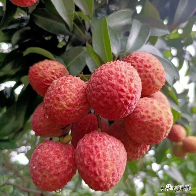 荔枝图序原文，荔枝图序原文及拼音朗读（中国最好吃的荔枝在哪里）