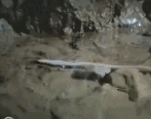 世界上最懒的动物，世界上唯一懒的动物（可7年不吃不喝不运动）