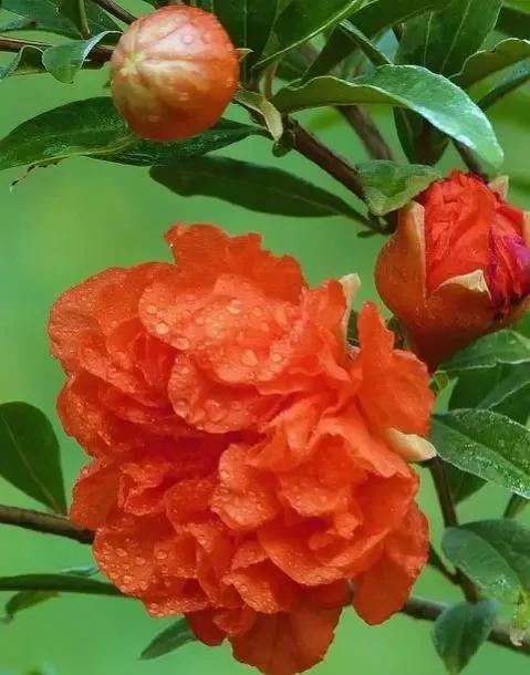 夸赞女人漂亮的句子，夸女人的美言佳句（女人如花，绚烂绽放，活出精彩）