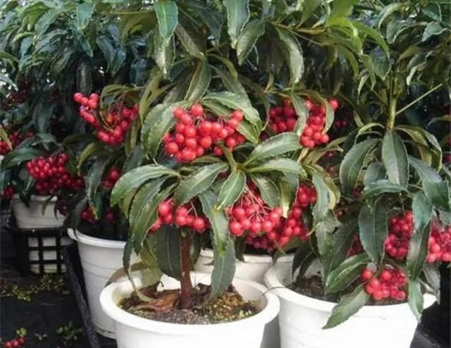 家庭养花富贵籽养植技术分享，富贵籽的养殖方法和注意事项盆栽（有钱人爱养6种旺家植物）