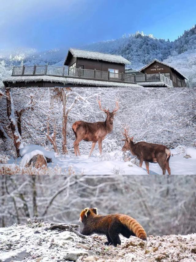 成都周边雪景一日游景区推荐，成都周边7个最佳赏雪胜地