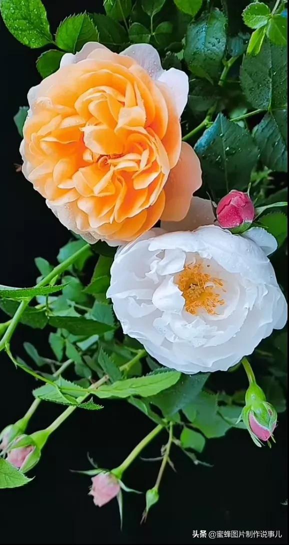 美美美的，美美美的表情包（壁纸美图）